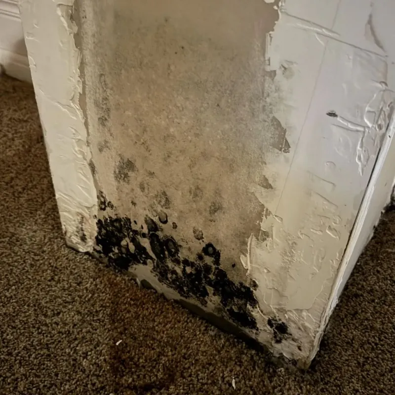Professional Mold Removal in Frankfort, OH